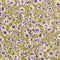 Satin de coton à motif floral aquarelle – Olive + Violet + Crème